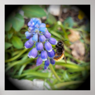 Bee on Muscari Armeniacum , Grape Hyacinth Poster