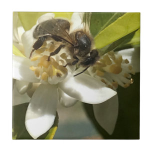 Bee on Orange Blossom Tile