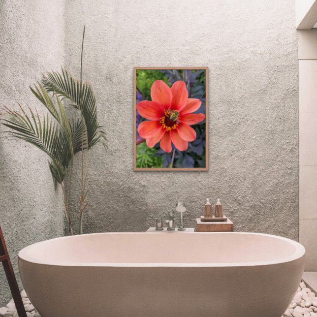 Bee on Orange Dahlia Bloom Floral Photo Print (In Situ Framed)