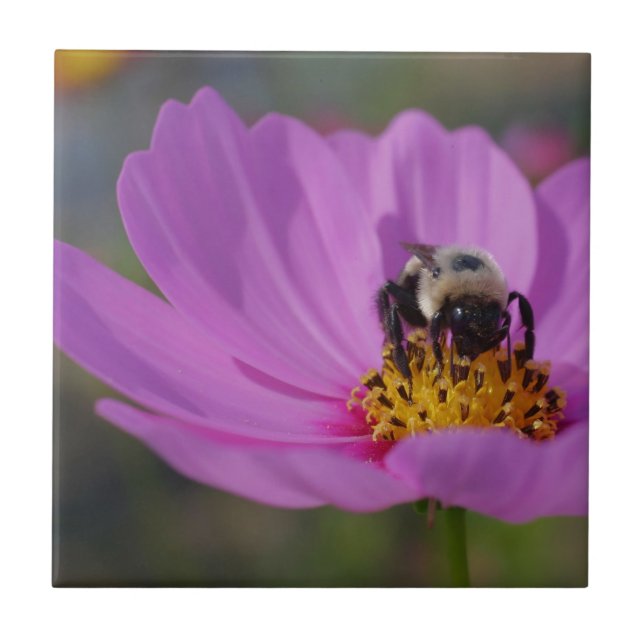 Bee On Pink Cosmos Flower Nature Tile (Front)