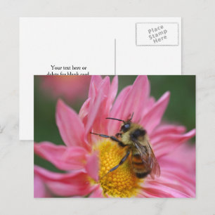 Bee On Pink Daisy Flower Photography  Postcard