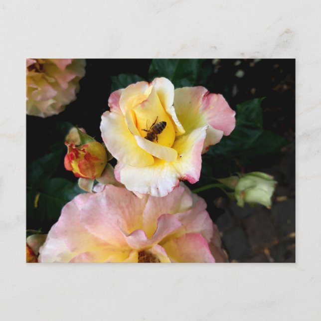 Bee on Pink Yellow Roses Flowers Postcard (Front)