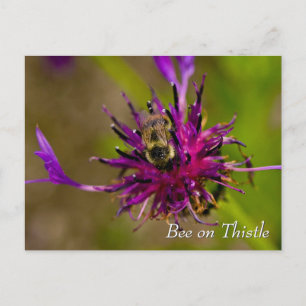 Bee on purple thistle flower postcard
