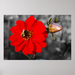 Bee on Red Flower Poster