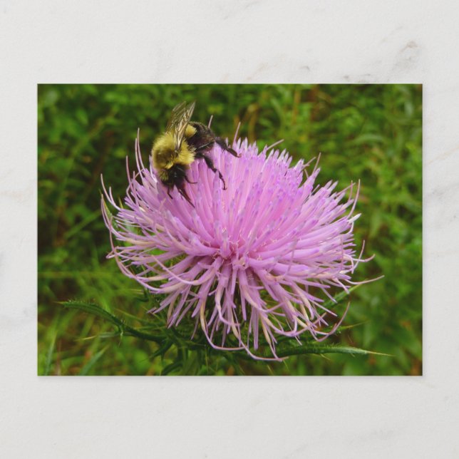 Bee on Thistle Flower Nature Postcard (Front)