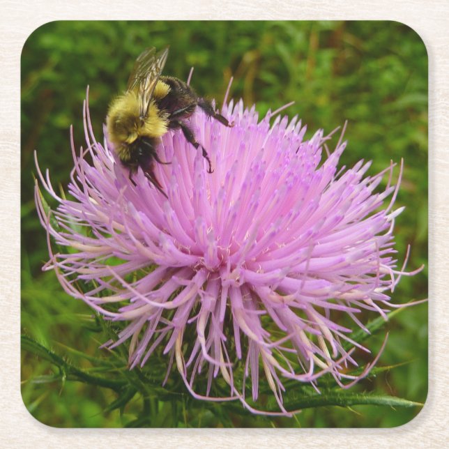 Bee on Thistle Flower Nature Square Paper Coaster (Front)