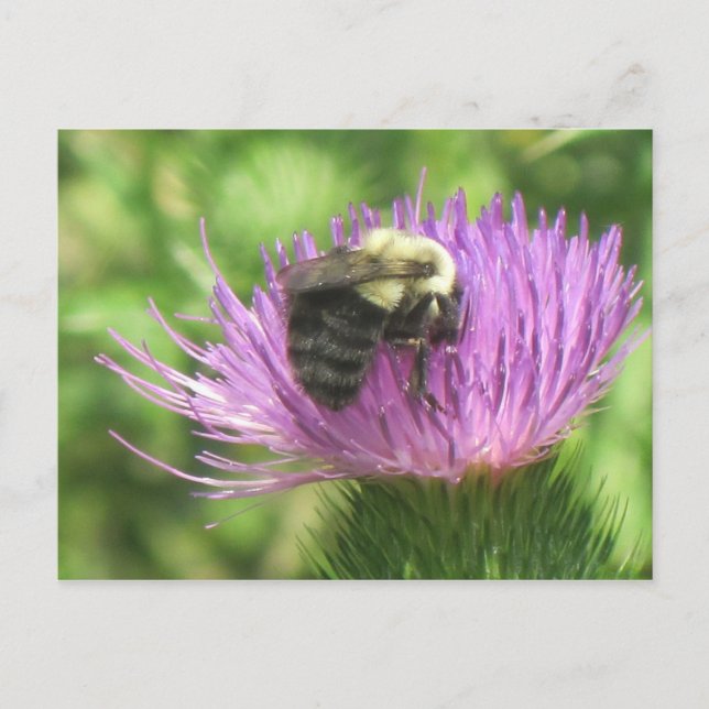 Bee On Thistle Postcard (Front)