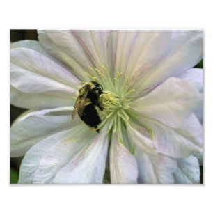 Bee On White Clematis Flower 8x10 Nature  Photo Print