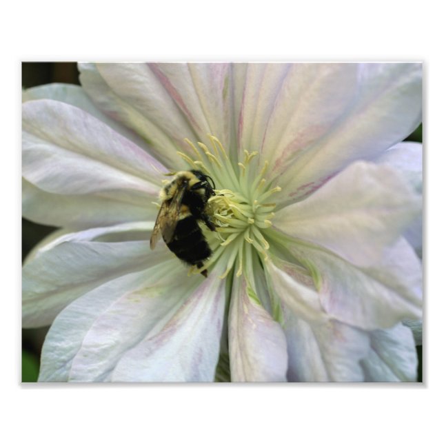 Bee On White Clematis Flower 8x10 Nature  Photo Print (Front)