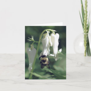 Bee On White Columbine Flower Photography  Note Card