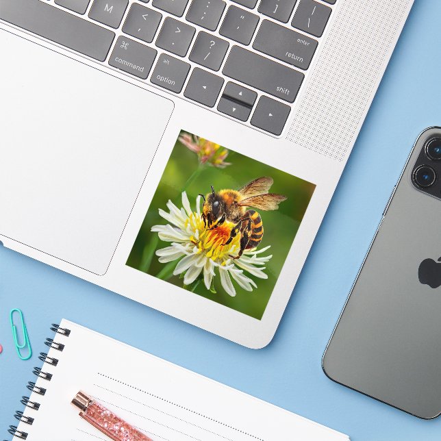 Bee on White Flower (Laptop w/ iPhone)