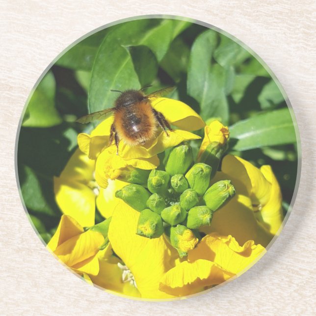Bee on Yellow Flowers Coaster (Front)