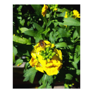 Bee on Yellow Flowers Photo Print