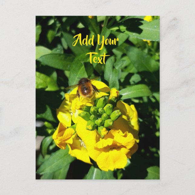 Bee on Yellow Flowers Postcard (Front)