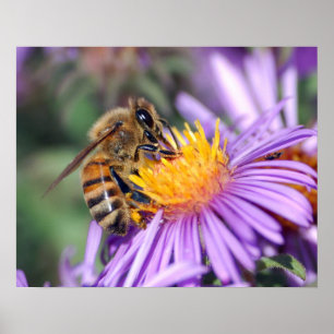 Bee on Yellow & Purple Flower Poster