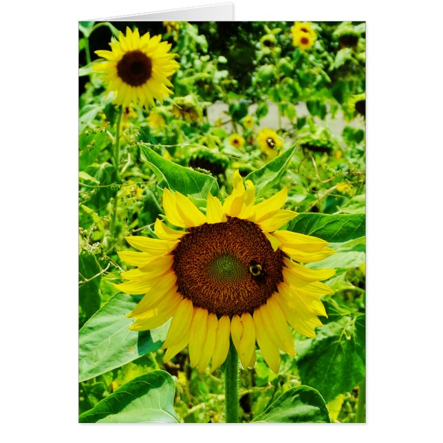 Bee on yellow Sunflower (Front)