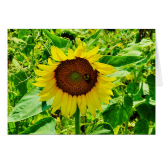 Bee on yellow Sunflower