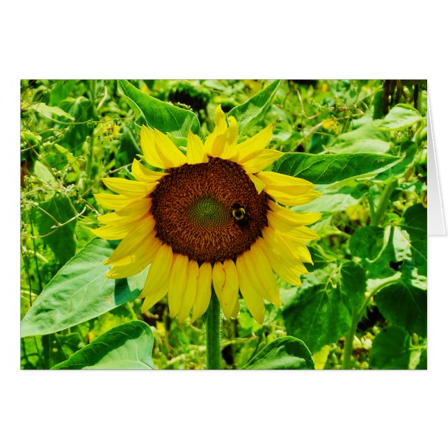 Bee on yellow Sunflower (Front Horizontal)
