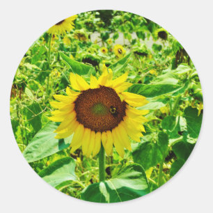 Bee on yellow Sunflower Classic Round Sticker