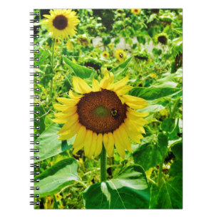 Bee on yellow Sunflower Notebook