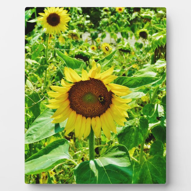 Bee on yellow Sunflower Plaque (Front)