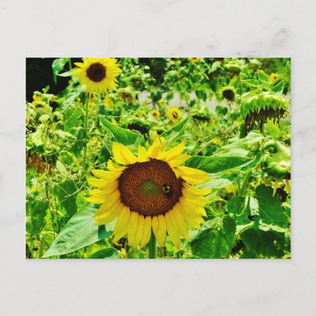 Bee on yellow Sunflower Postcard (Front)