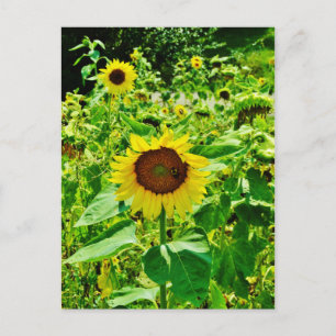 Bee on yellow Sunflower Postcard