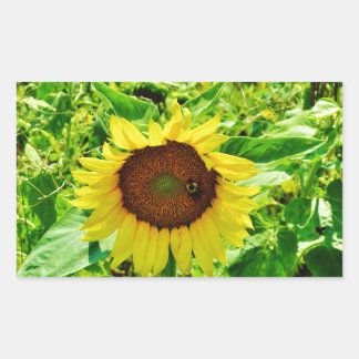 Bee on yellow Sunflower Rectangular Sticker