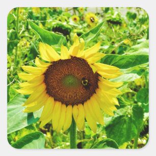 Bee on yellow Sunflower Square Sticker