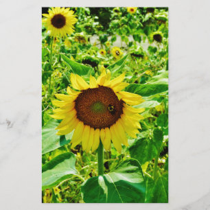 Bee on yellow Sunflower Stationery