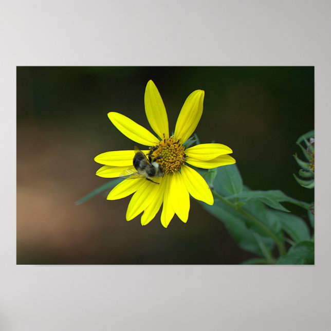 Bee on Yellow Wildflower Poster (Front)
