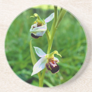 Bee Orchid Coaster