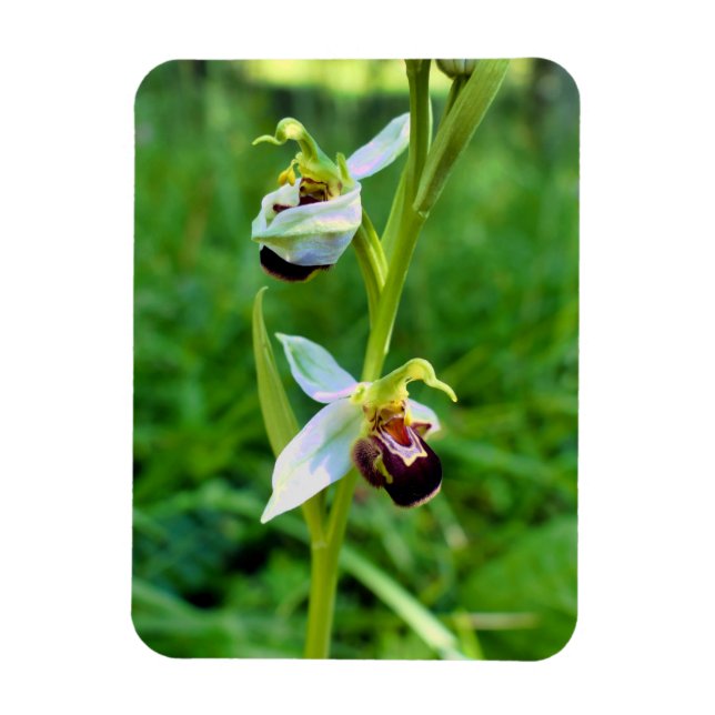 Bee Orchid Magnet (Vertical)
