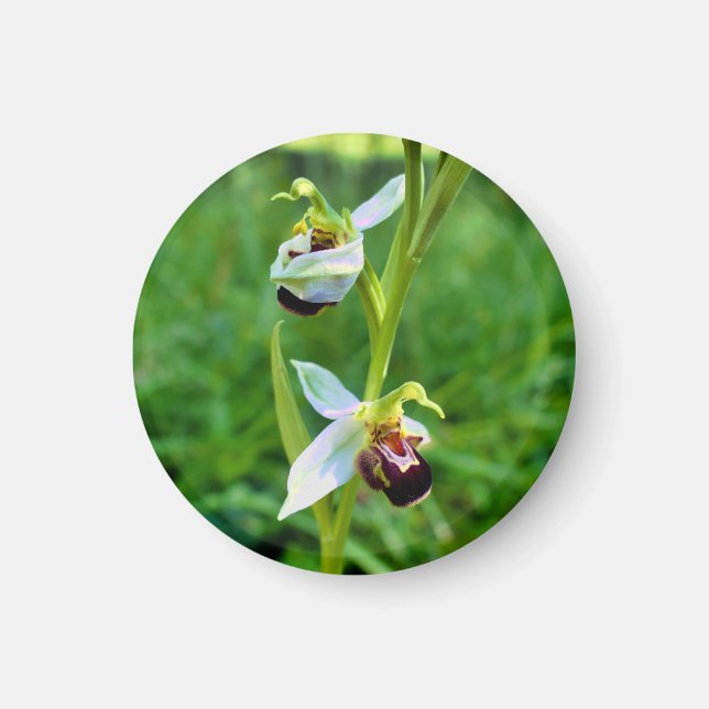 Bee Orchid Magnet (Front)