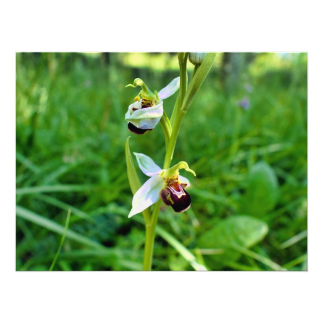 Bee Orchid Photo Print (Front)