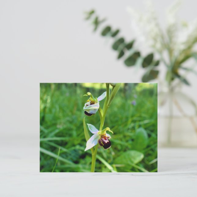Bee Orchid Postcard (Standing Front)