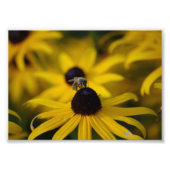 Bee Photo Print (Front)