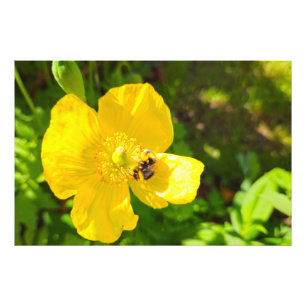 Bee  photo print