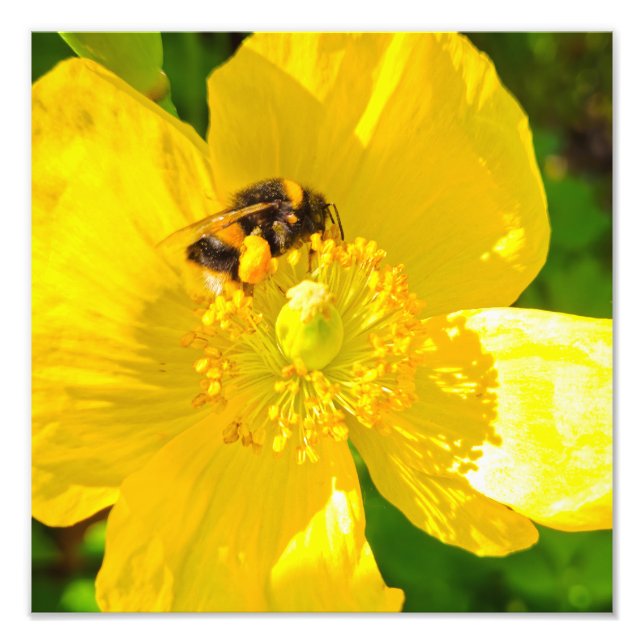 Bee  photo print (Front)