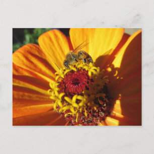 Bee Pollinating Flower Postcard