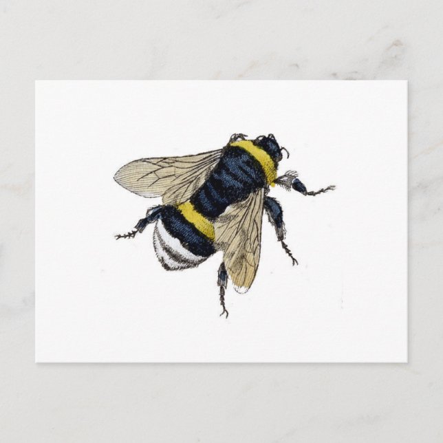 Bee Postcard (Front)