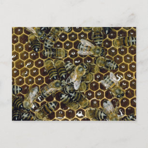 Bee Postcard