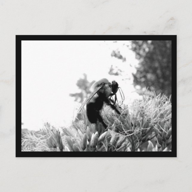 Bee Postcard (Front)