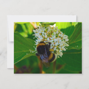 Bee postcard