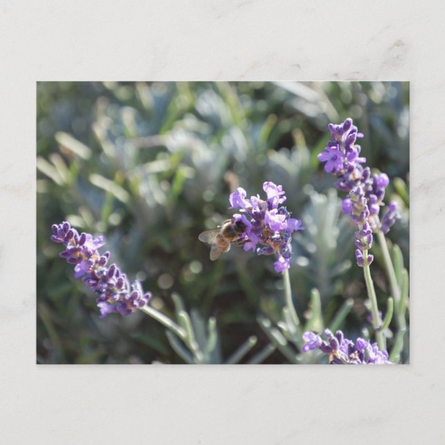 Bee Postcard (Front)