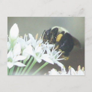 Bee Postcard
