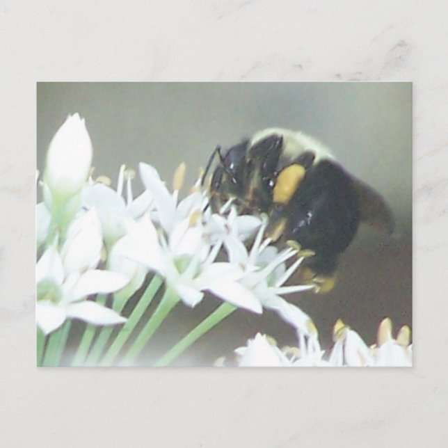 Bee Postcard (Front)