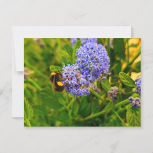 Bee  postcard