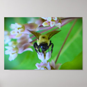 Bee, Poster