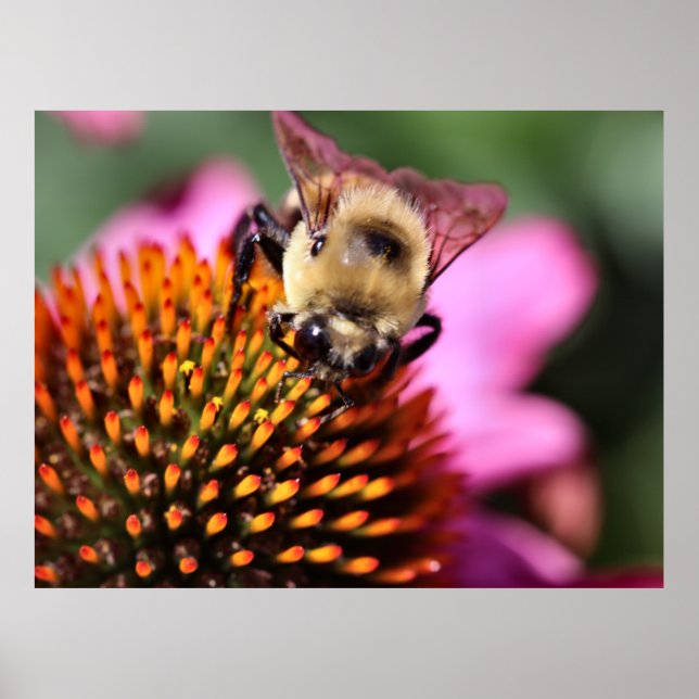 Bee Poster (Front)